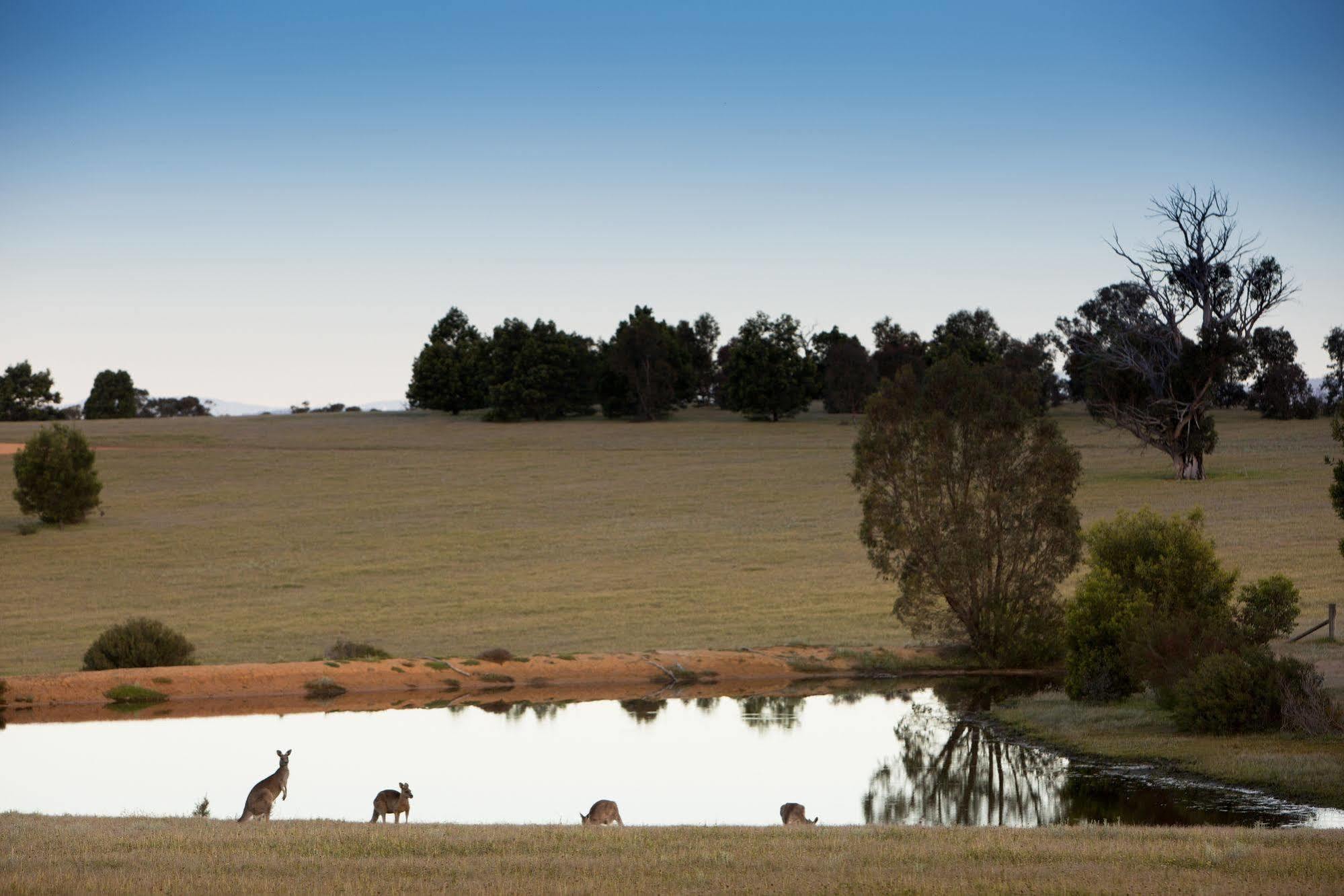 Вилла Boroka Downs Холс-Гэп Экстерьер фото